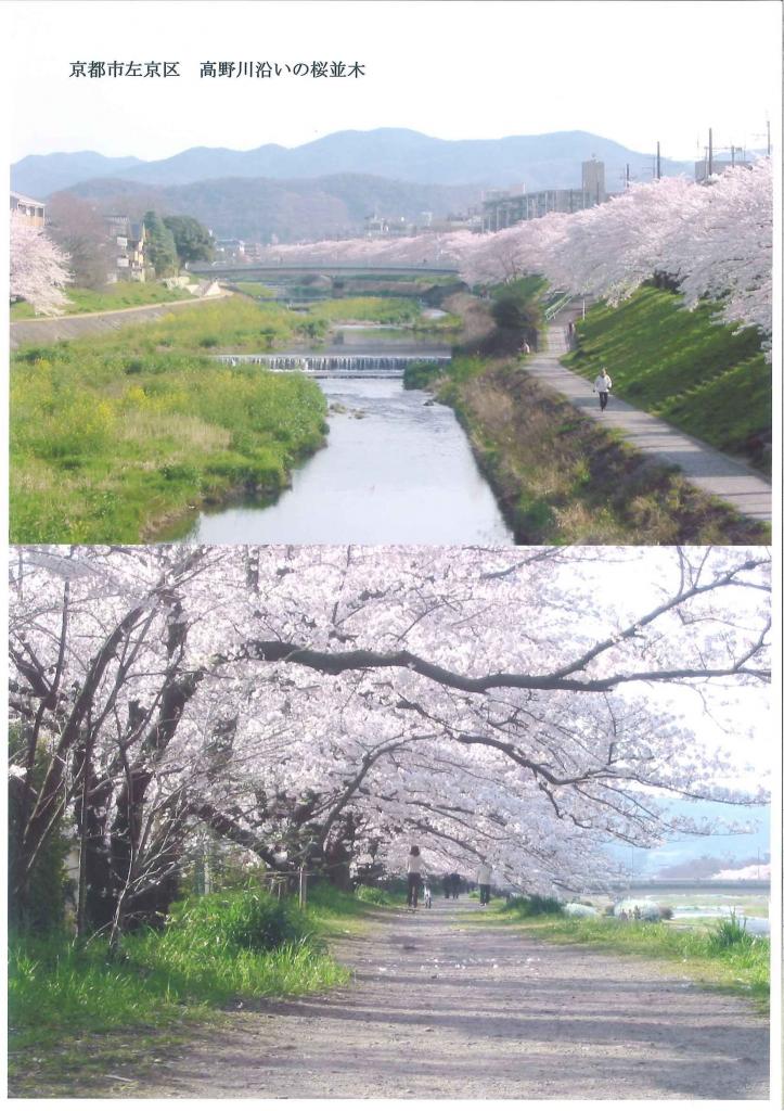 京都桜紀行