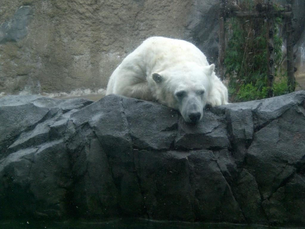 旭山動物園