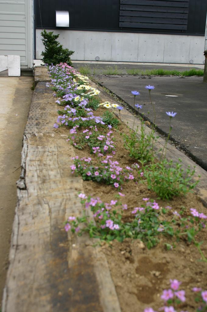 せっかく植えたのに