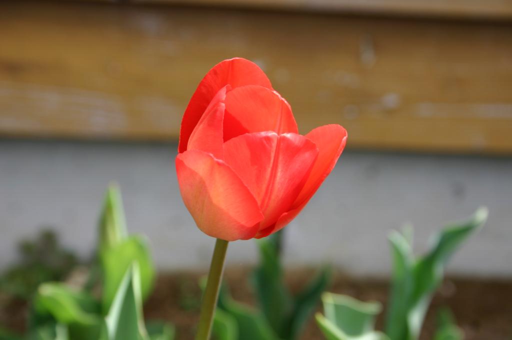 咲いた　咲いた　チューリップの花が