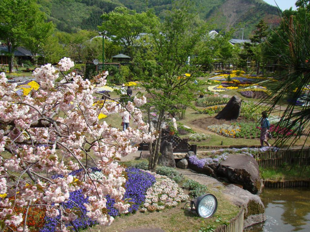 母の日にアジサイの鉢植え