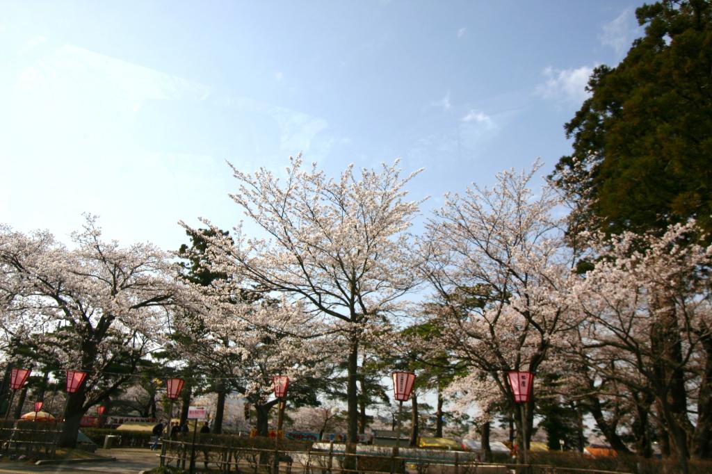 高田公園の桜咲きました
