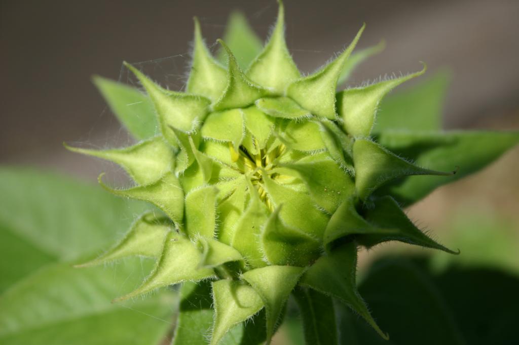 事務所は花盛り