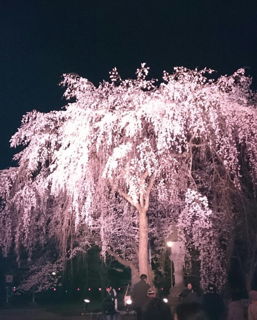 桜満開