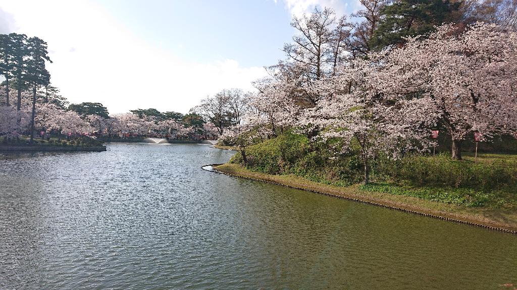 お花見に行って来ました