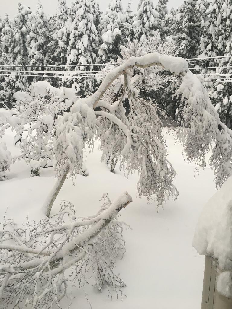 今年も一年が暮れようとしています