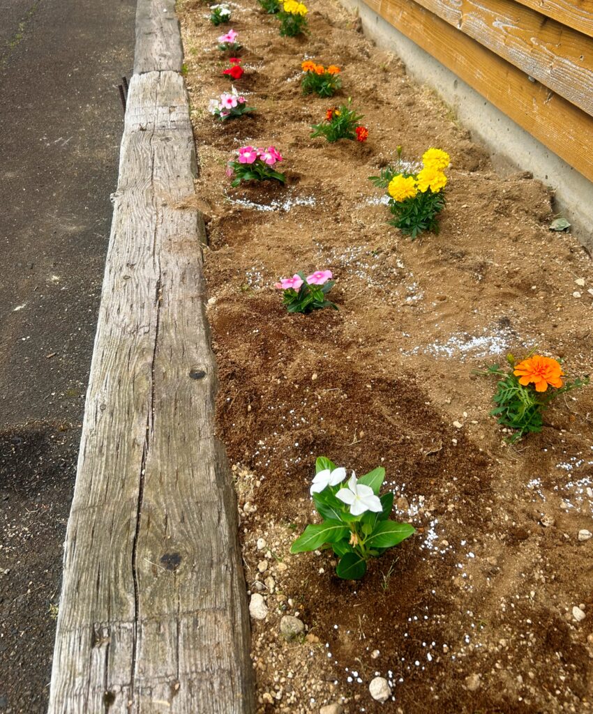 お花を植えました🌼