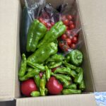 ししとうがナス科ってほんとですか